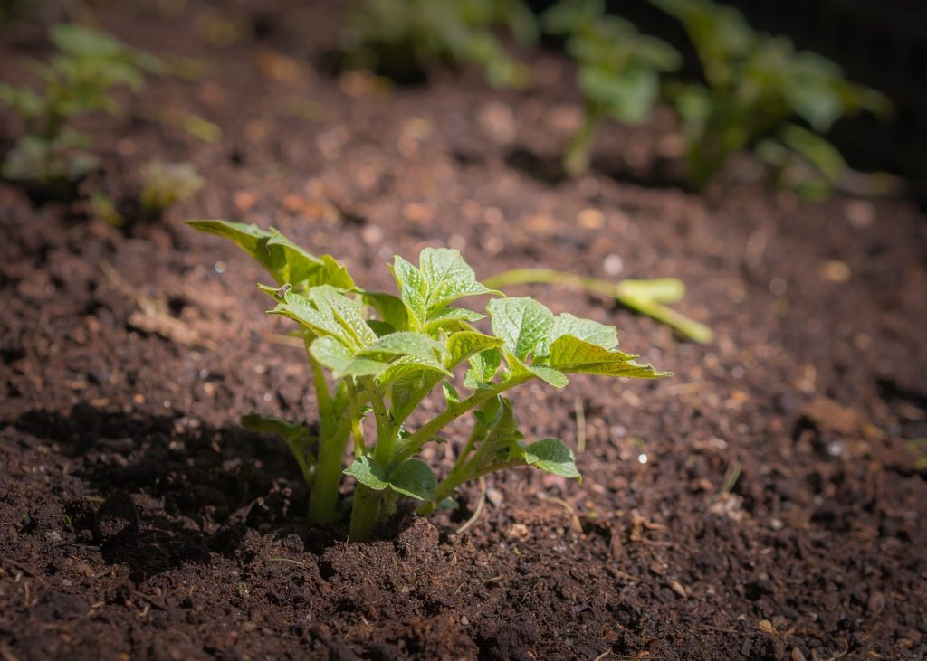 How To Grow Potatoes The Lazy Way- It's So Easy