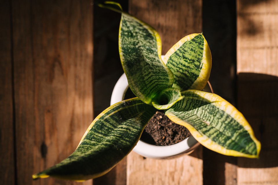 Can Snake Plants Live Outside