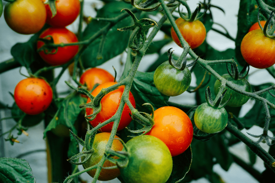 How Many Tomato Plants Do I Need for 3, 4, Or 5 People