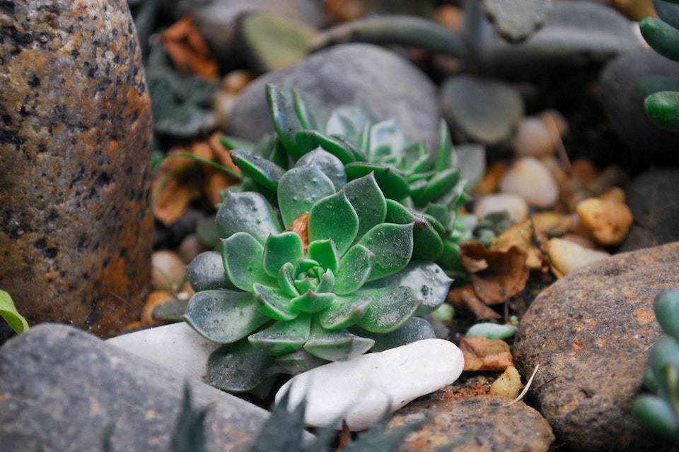 How Often Do You Water Succulents